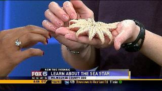 Learn About The Sea Star