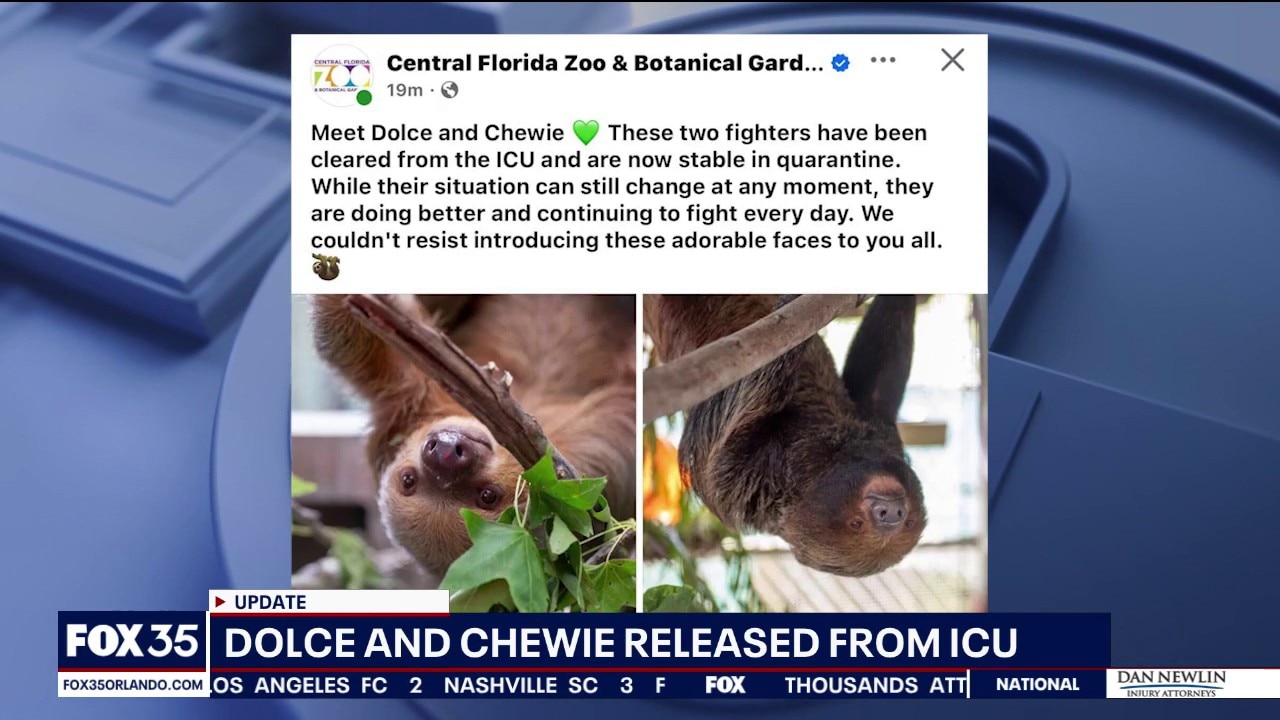 2 rescued Sloth World sloths out of ICU, zoo says