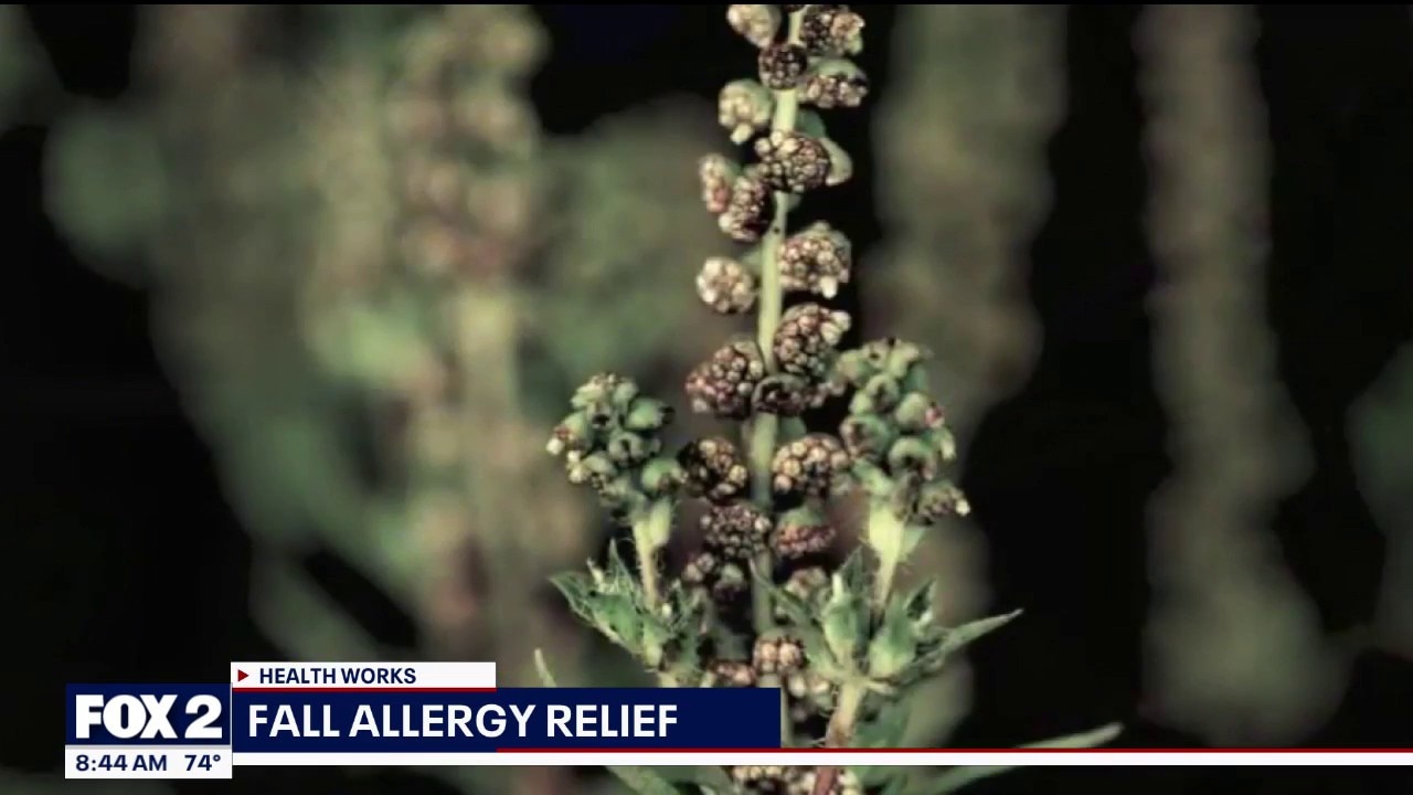 Ragweed allergies ramp up in mid-August
