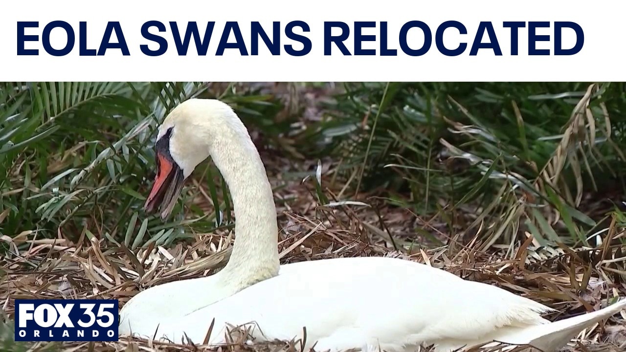 Lake Eola swans relocated ahead of $60 million park renovation