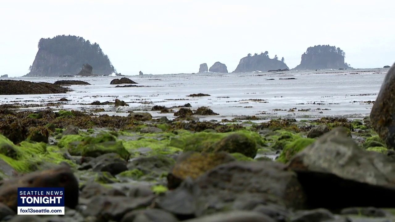 Local scientists hike WA coastline to research sea otters