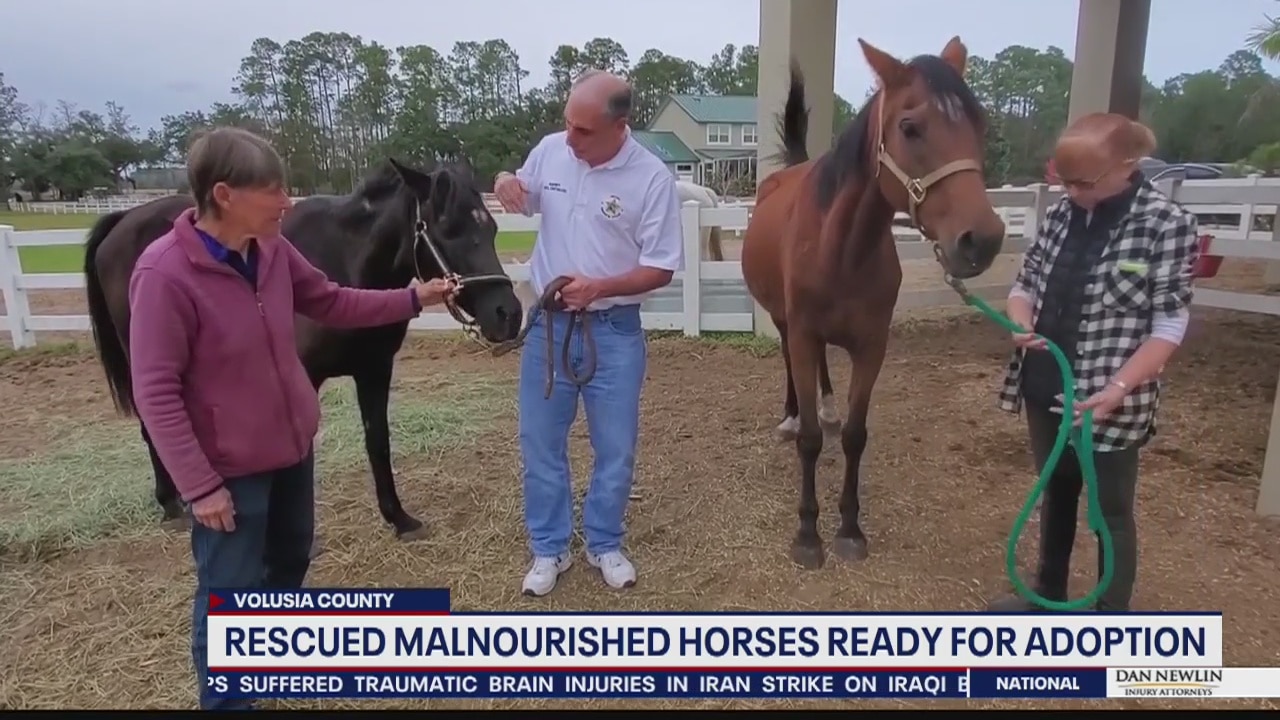 Rescued malnourished horses ready for adoption