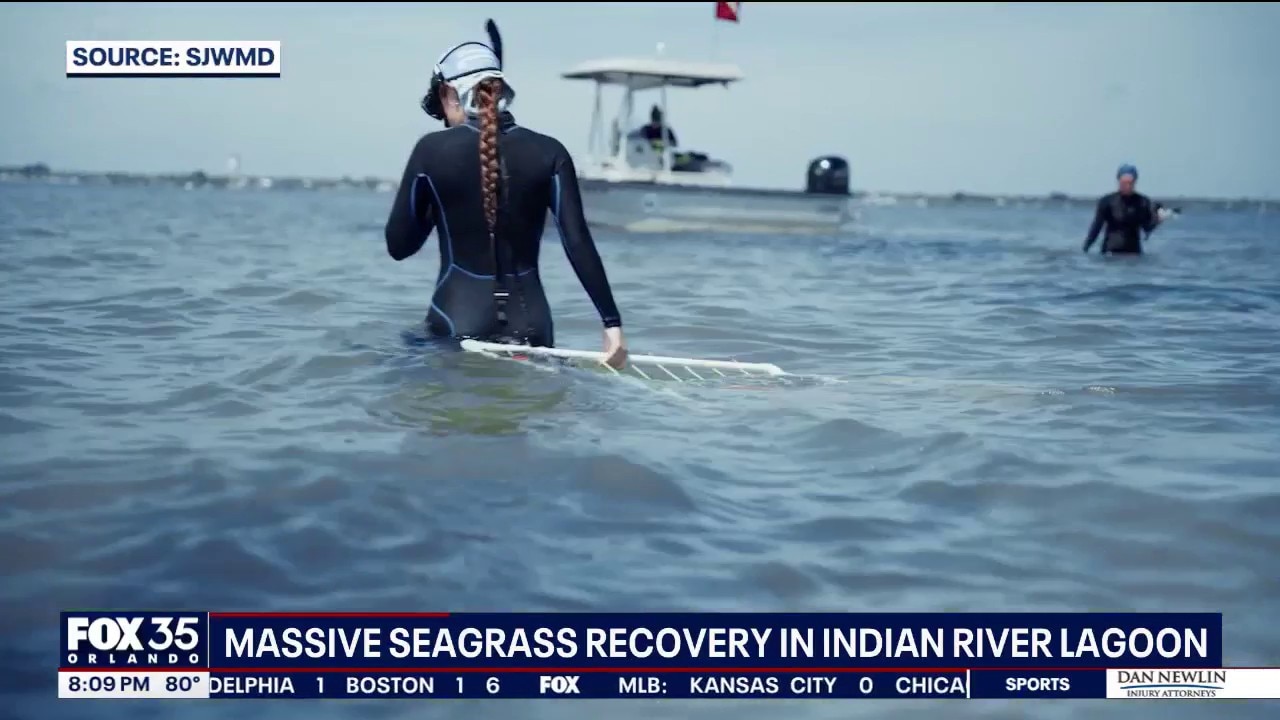 Seagrass rebounds in Indian River Lagoon