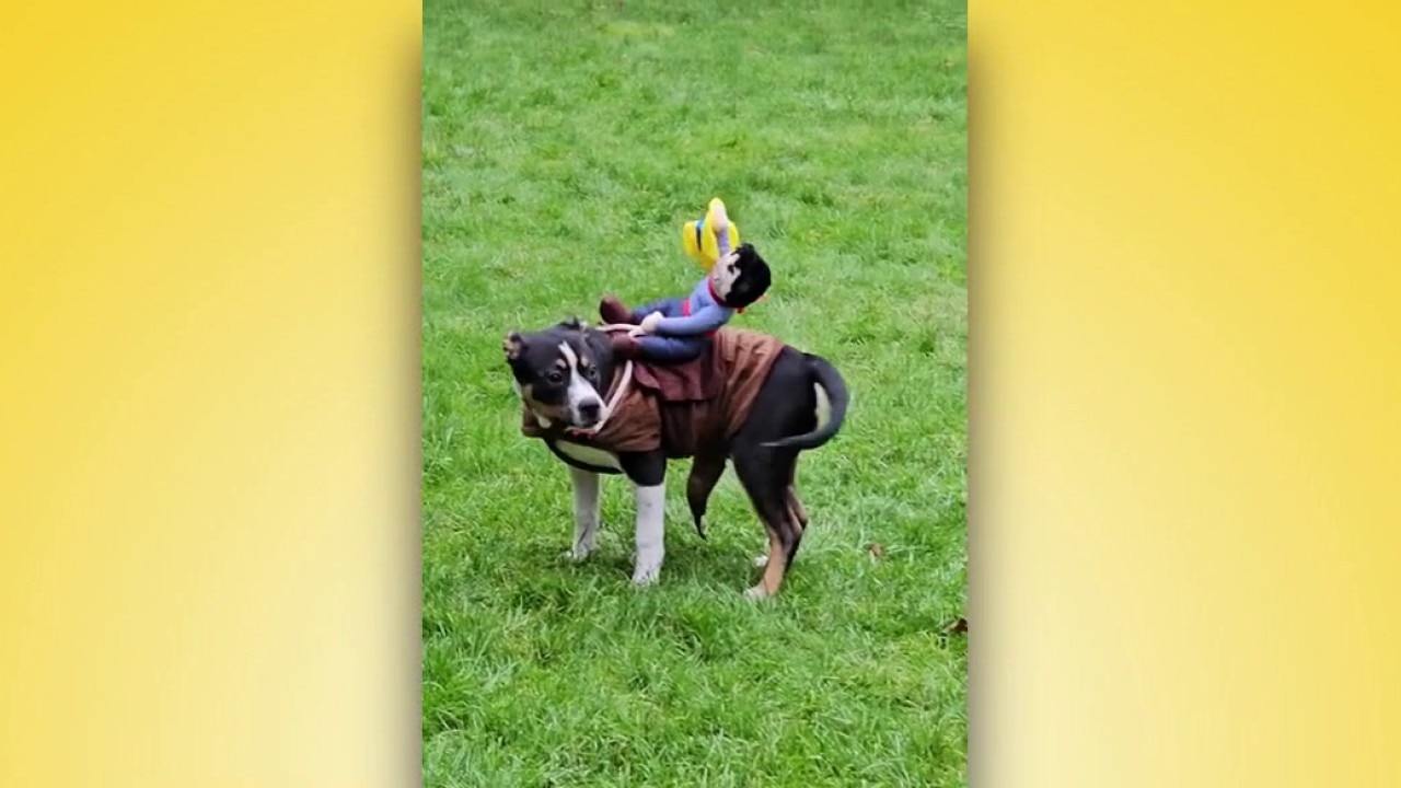 Good Day Pet Tricks for Friday, 10/9