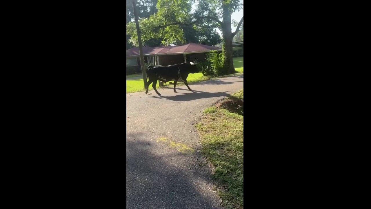 Runaway bull leads law enforcement on wild chase