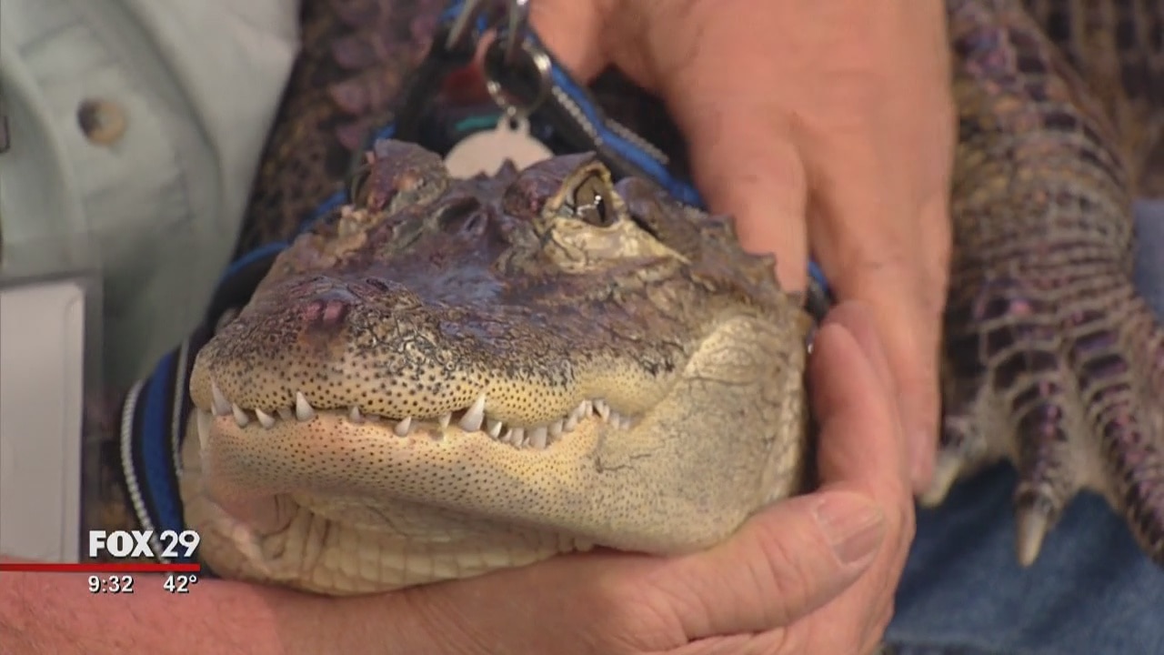 Good Day meets certified support alligator 'Wally'