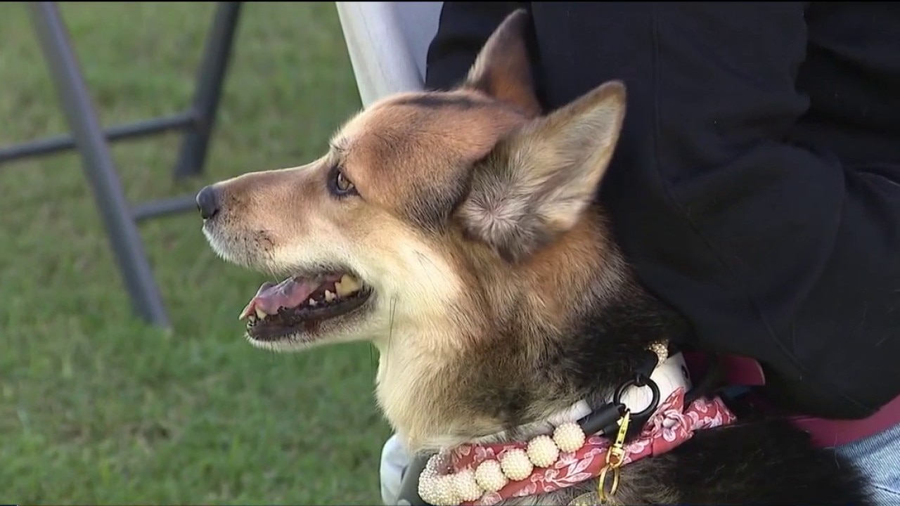 Arizona pets receive 'special blessing'