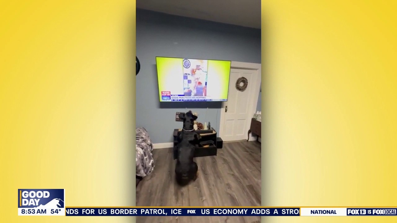 Good Day Pet Tricks for Friday, June 5