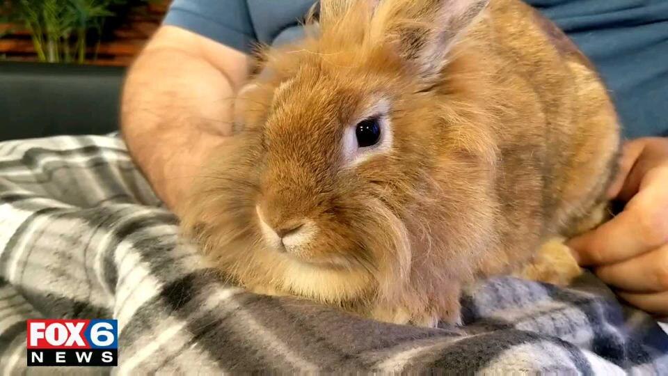 Meet Becky the Bunny