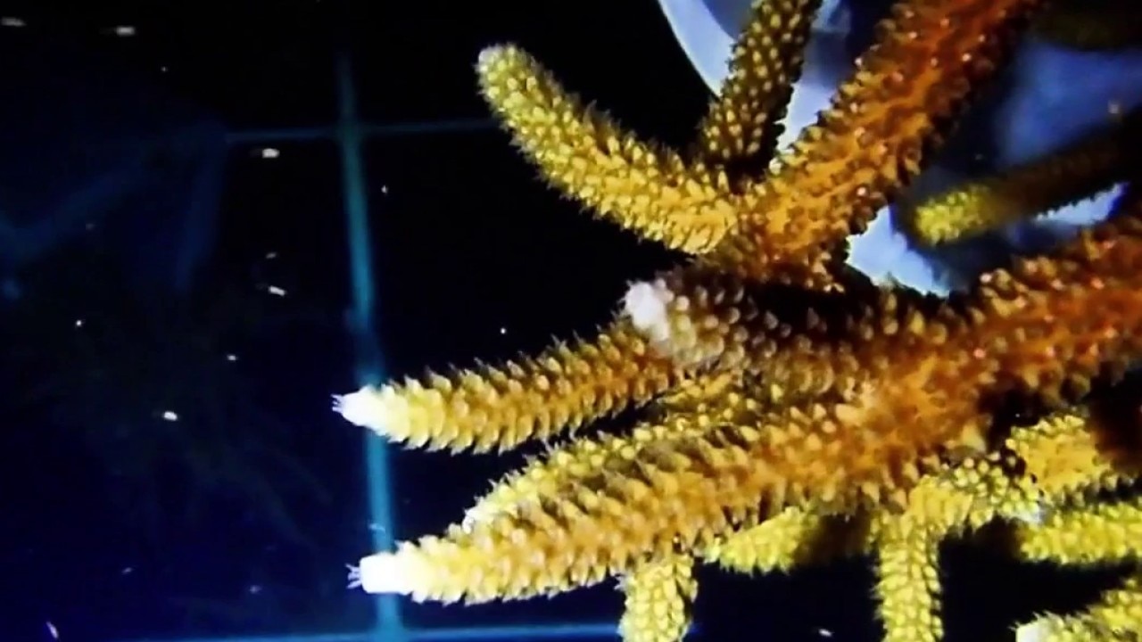 Coral spawning