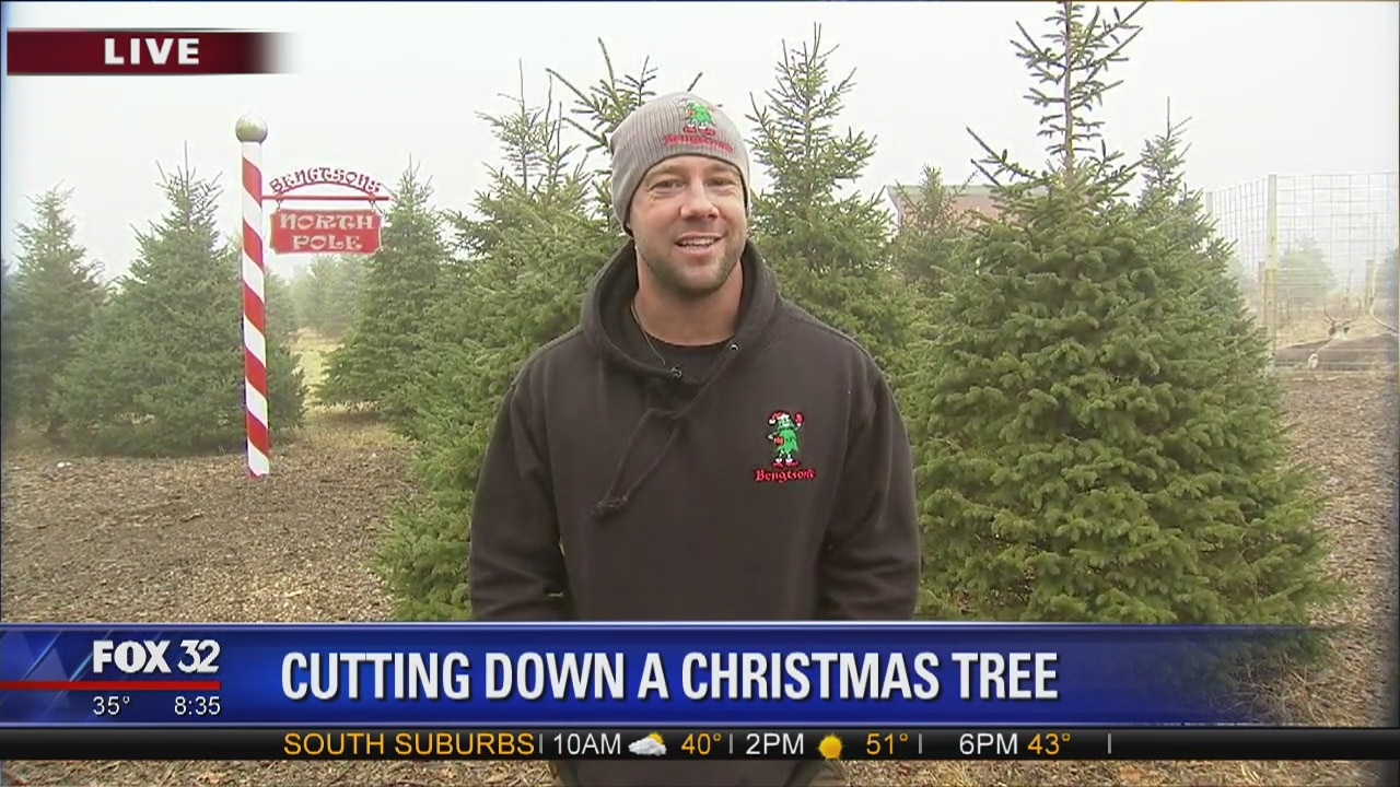How do you cut down a Christmas Tree?