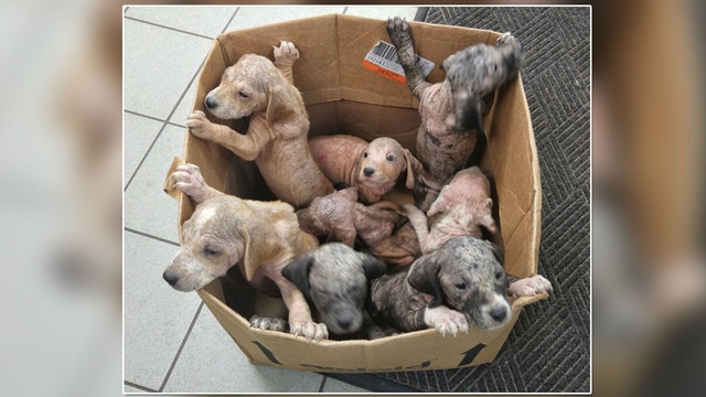 Box of puppies