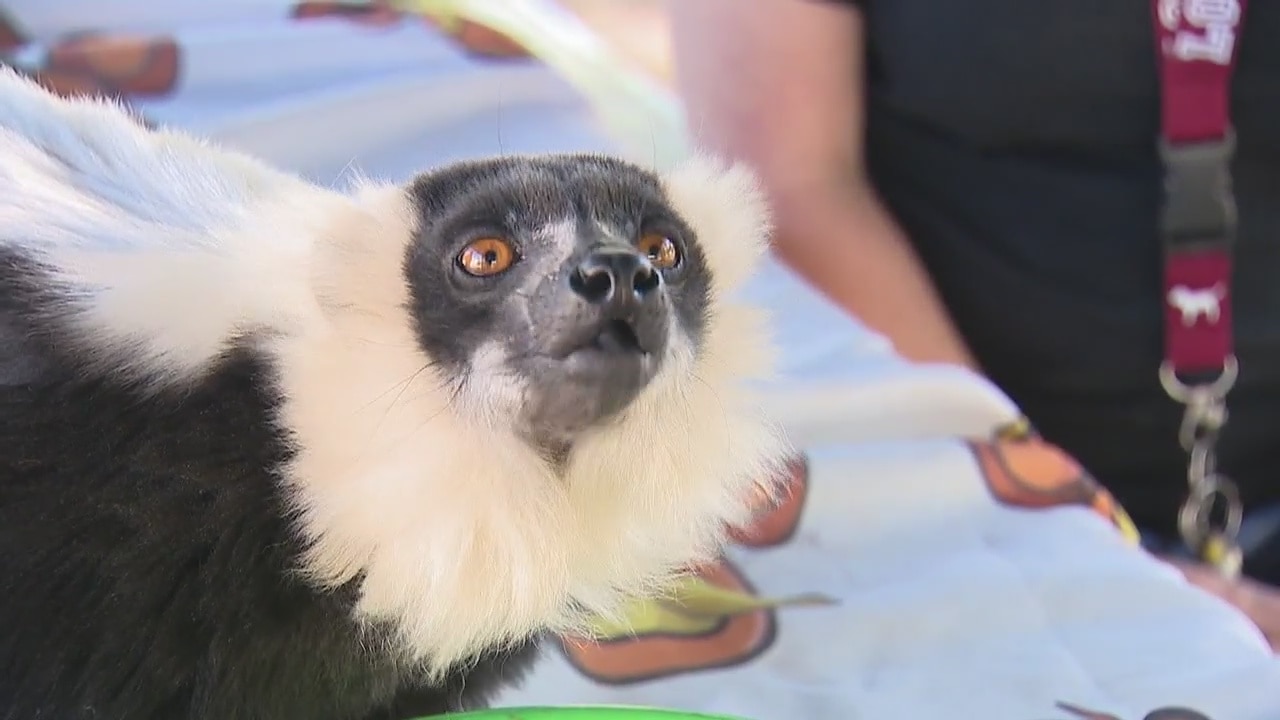 Local animal sanctuary bursting at the seams with exotic pets