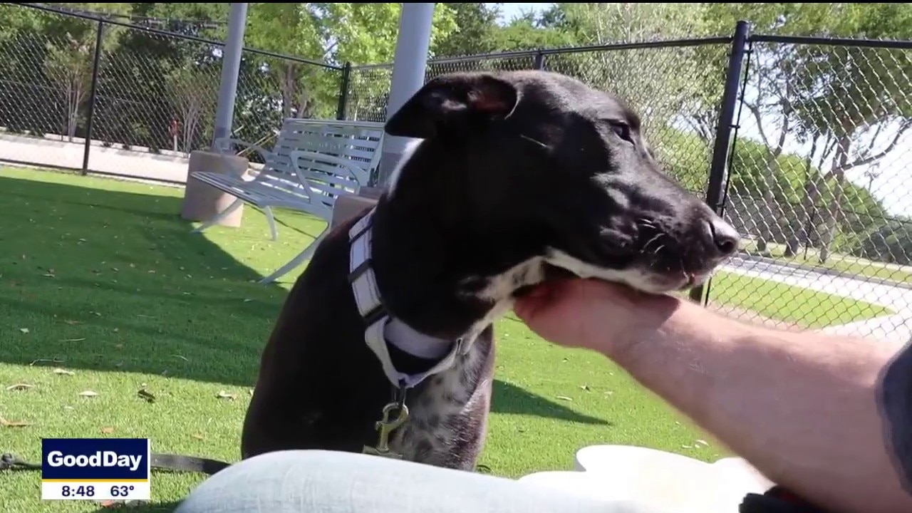 Dog of the Day: Haven