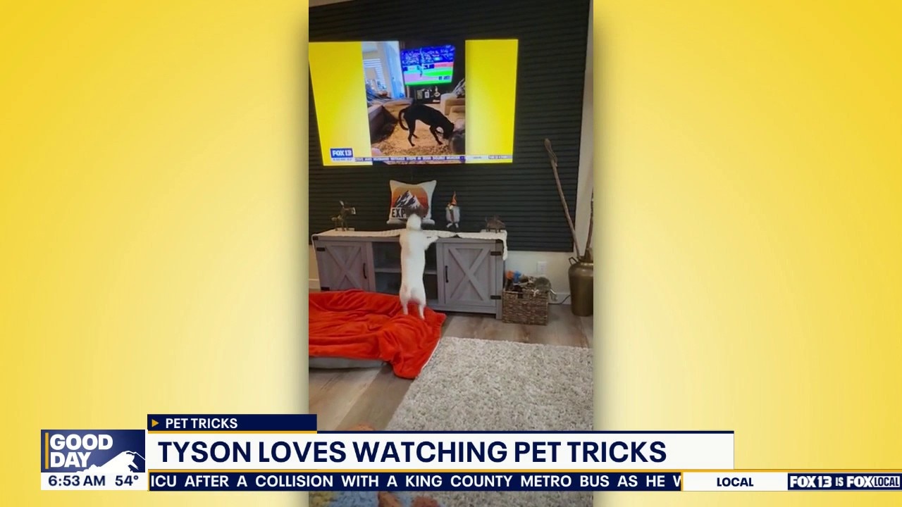 Pet Tricks for Monday, August 17