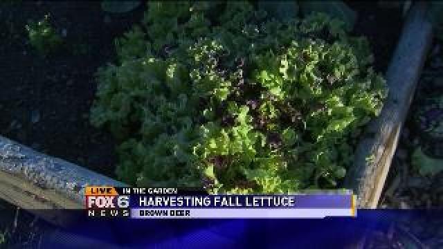 Harvesting fall lettuce