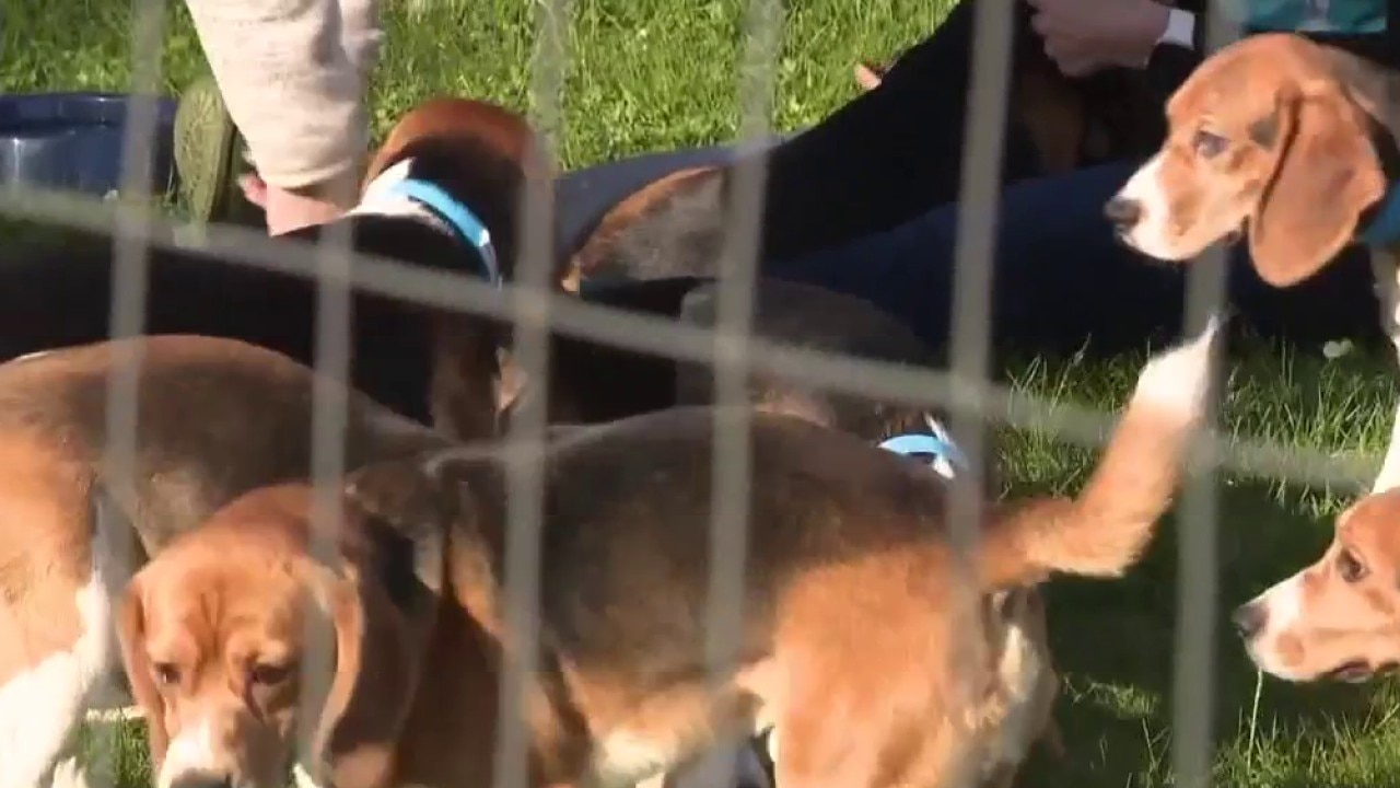 Ridglan Farms beagle rescue continues