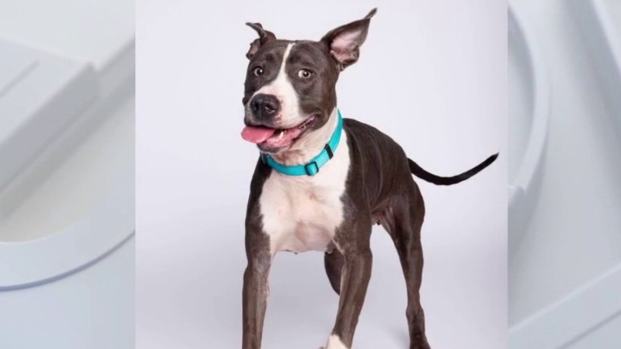Meet Junie at Austin Animal Services! 