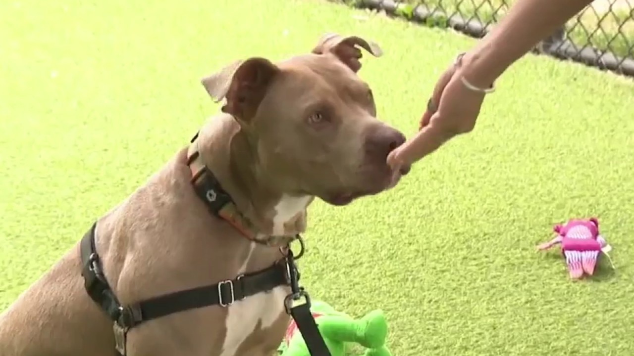 Long-term shelter dogs in need of homes