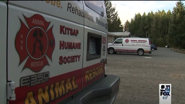 Authorities looking for person who set a cat on fire