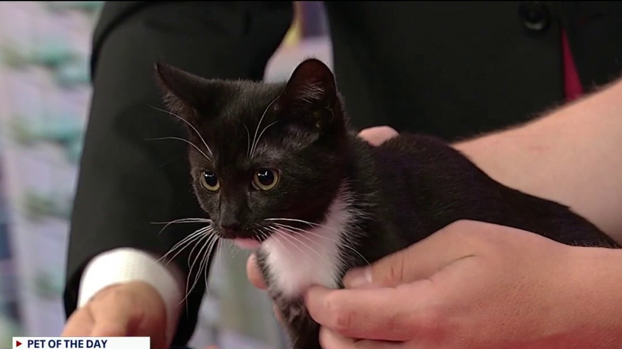 Pet of the day: Nissan Altima