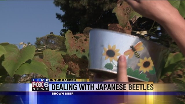 Dealing with Japanese Beetles