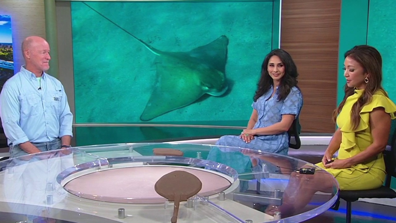 Stingray Safety Tips for the Summer