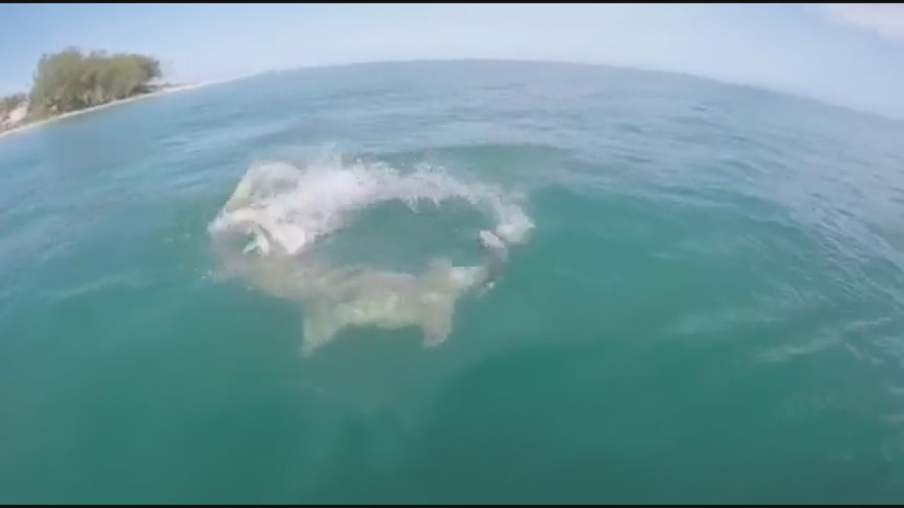 WATCH: Hammerhead swipe's fisherman's catch