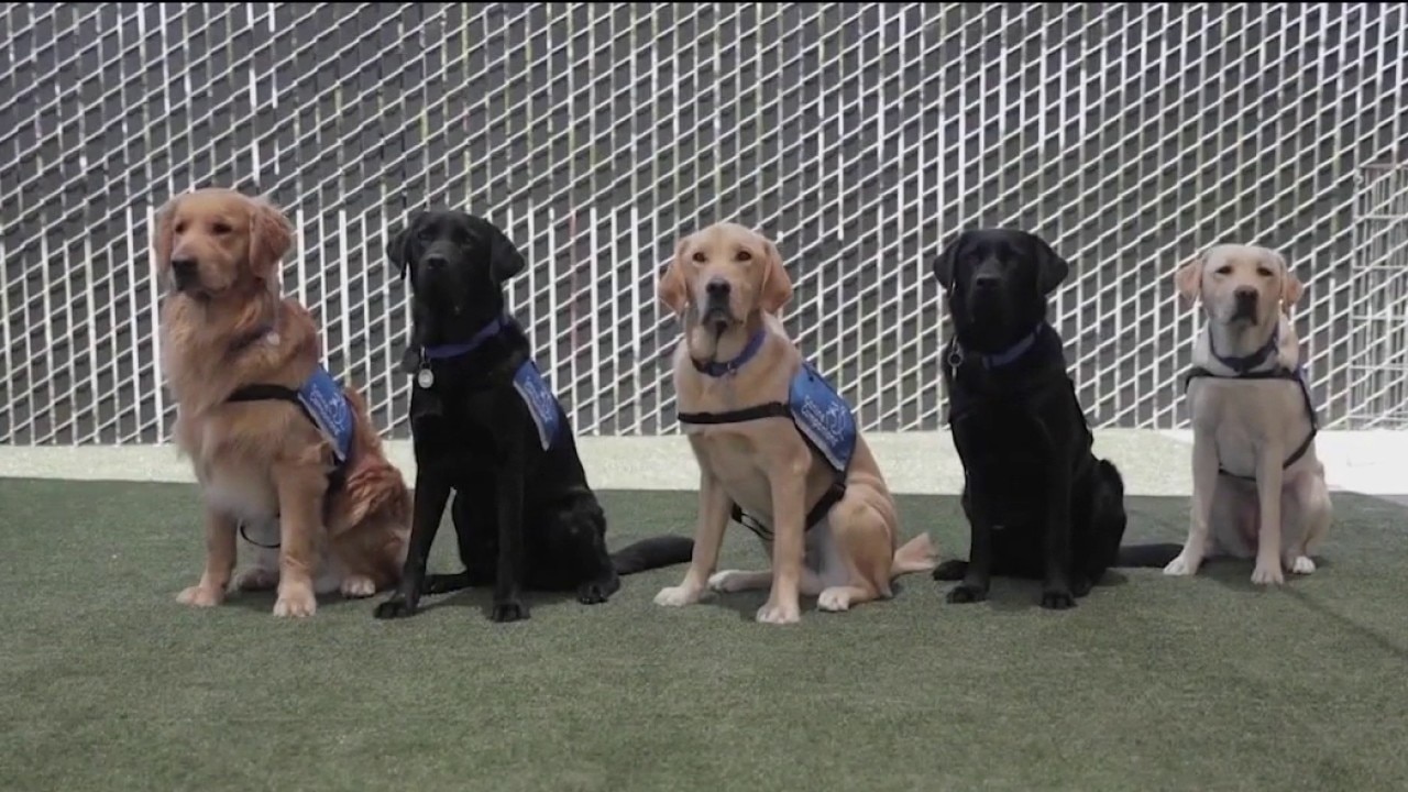 Marin canine center trains dogs to alert for medical emergencies