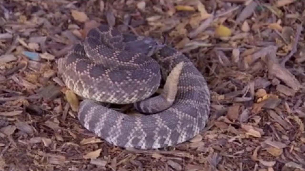 Most rattlesnake-infested areas in SoCal
