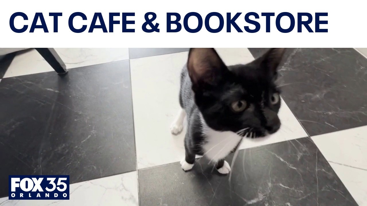New Altamonte Springs cat café blends books, coffee and adoptions