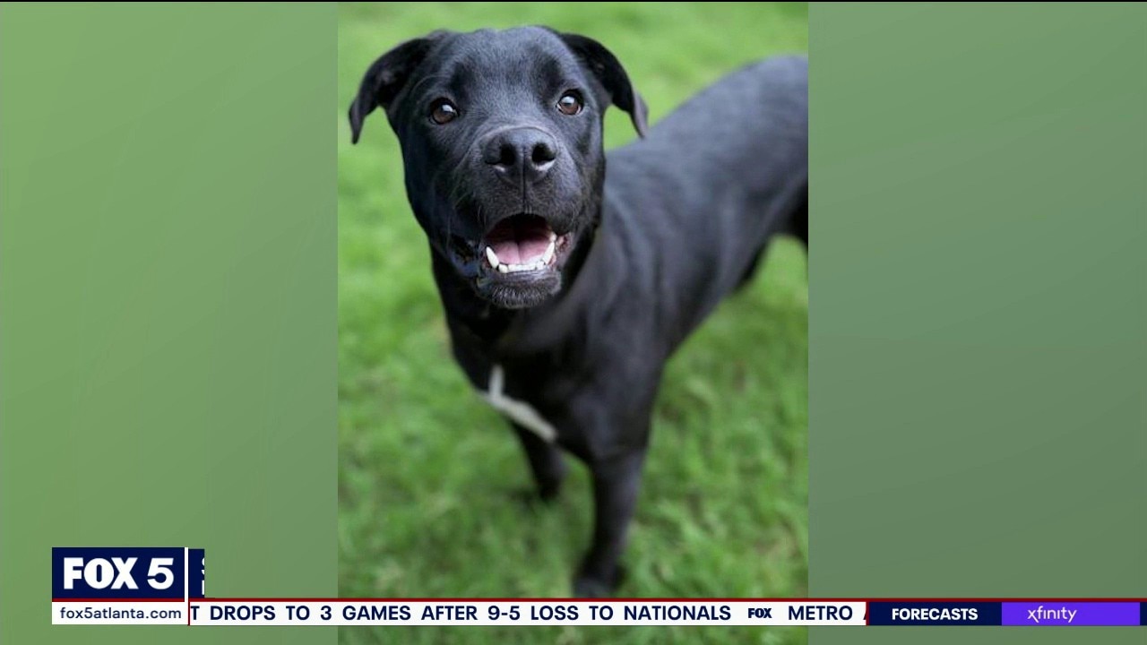 Pet of the day: Slipper
