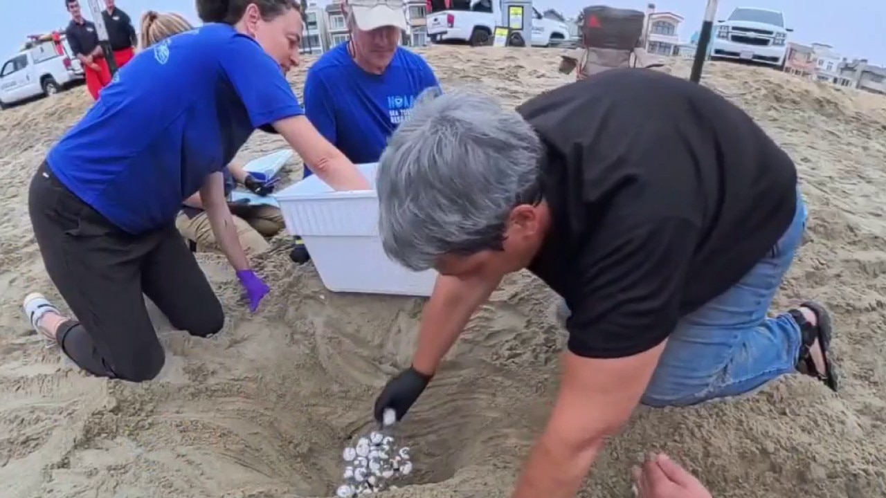 Sea turtle eggs moved to aquarium ahead of storm 