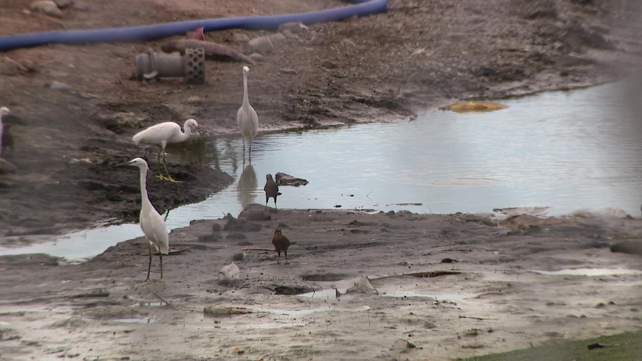 Lake renovation at Gilbert park draws concern