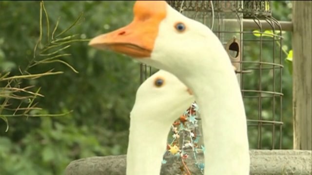 Therapy geese