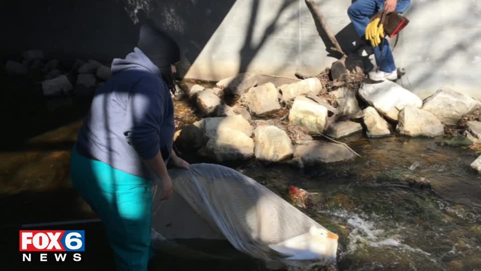 Elm Grove officials rescue duck