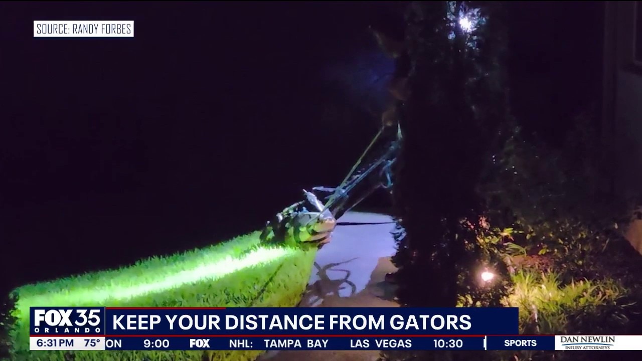 11-foot alligator removed from Florida neighborhood dock