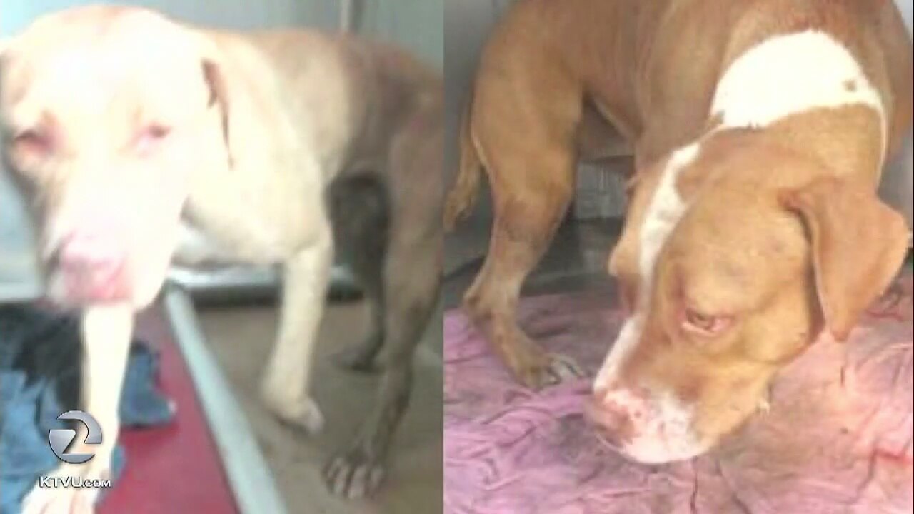 Oakland man and woman hospitalized following pit bull attack