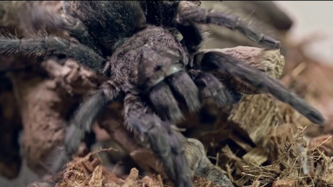 Turning tarantulas into treatment