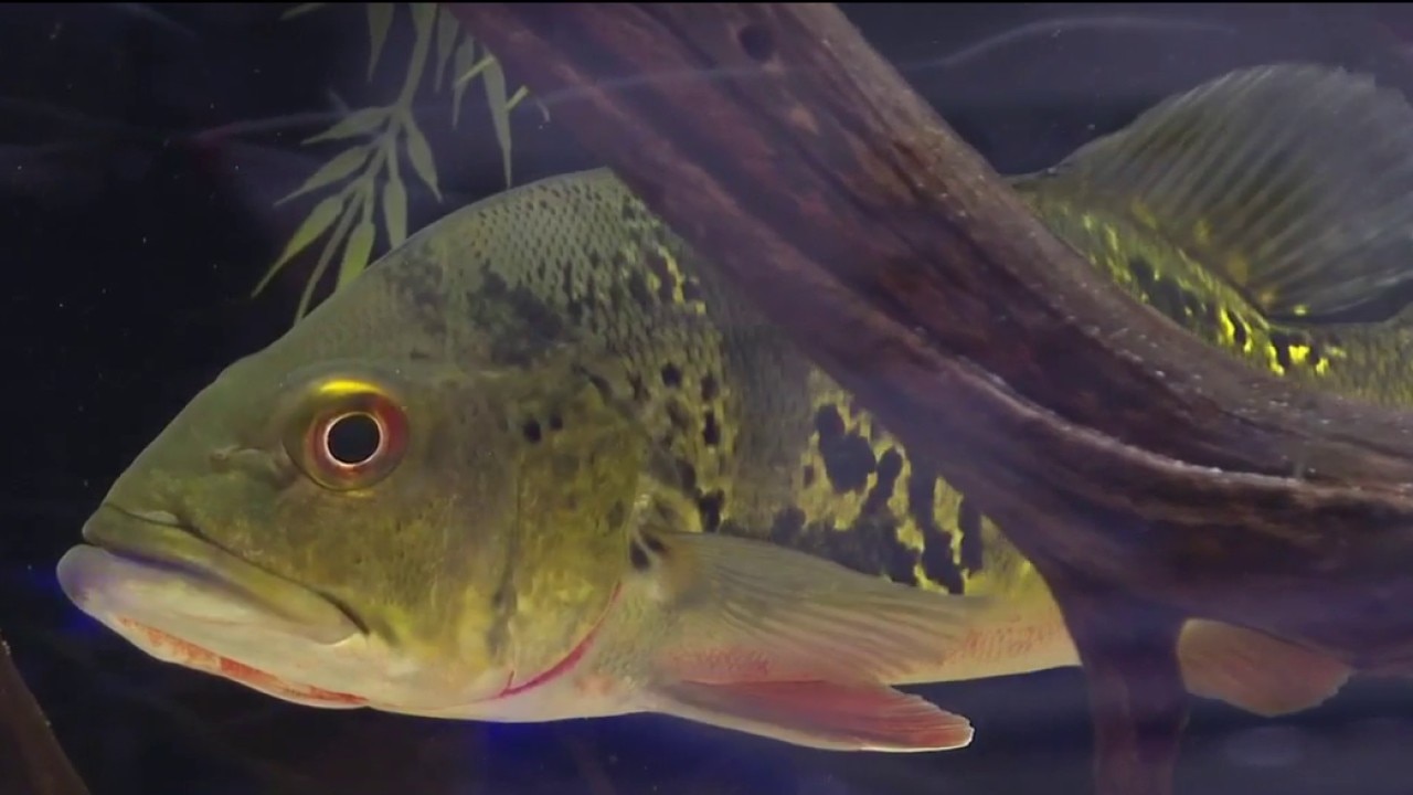 Oasis Fish & Coral Boutique in Lakeland
