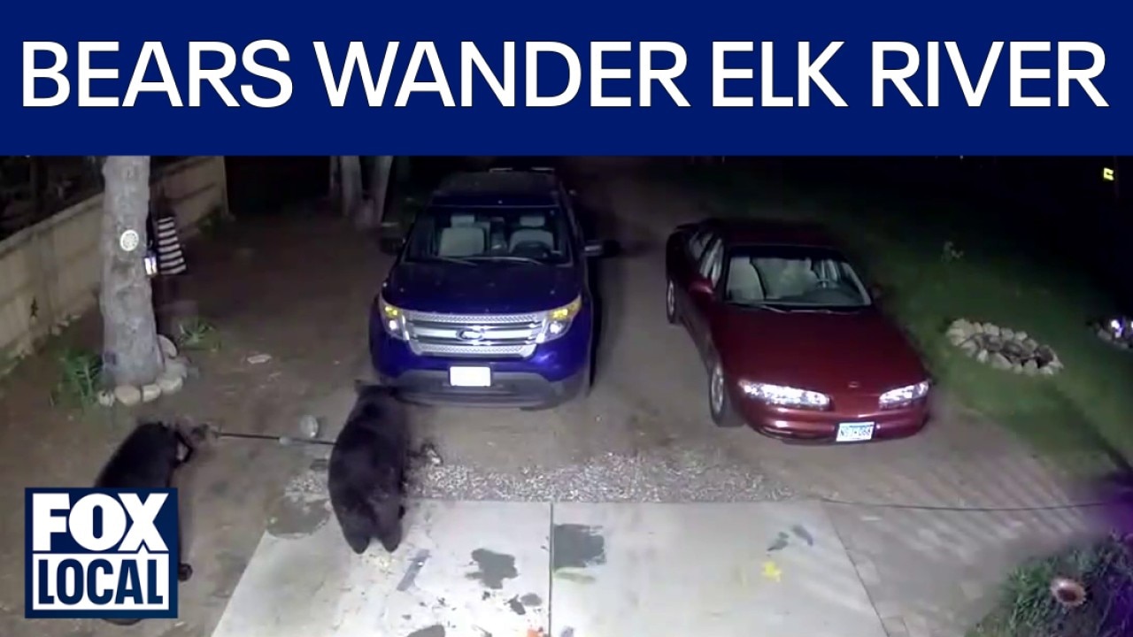Black bears wander into Elk River neighorhood