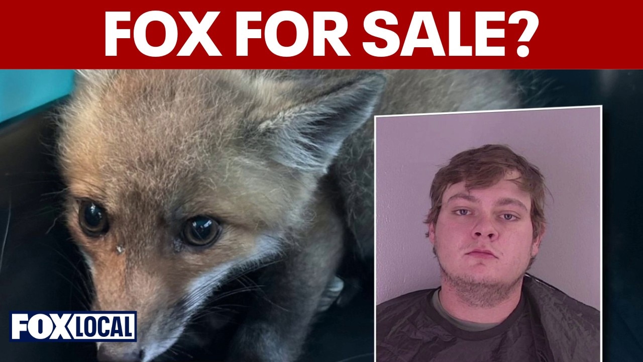 Man charged with trying to sell captured baby fox