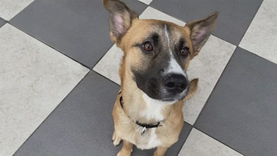 PAWS Chicago's 15th Annual Holiday Adopt-a-Thon starts today