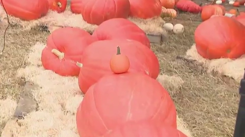 Can you believe how big these pumpkins are?