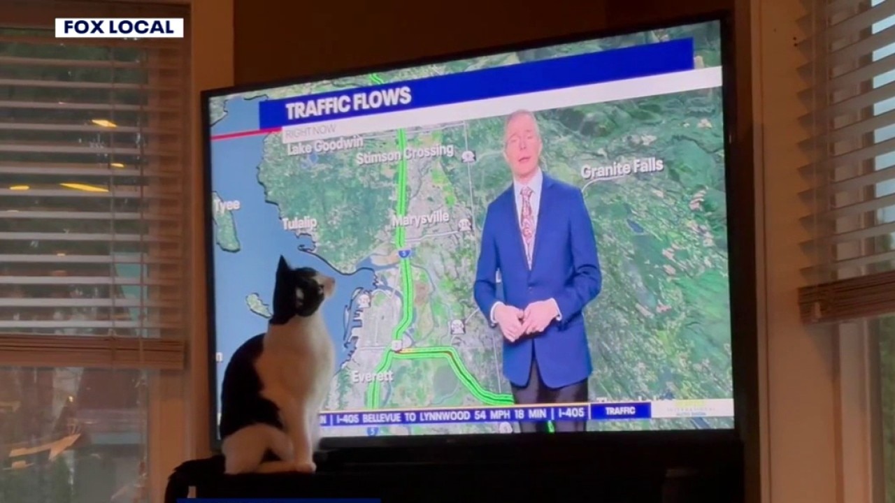 Good Day Pet Tricks, 10/19
