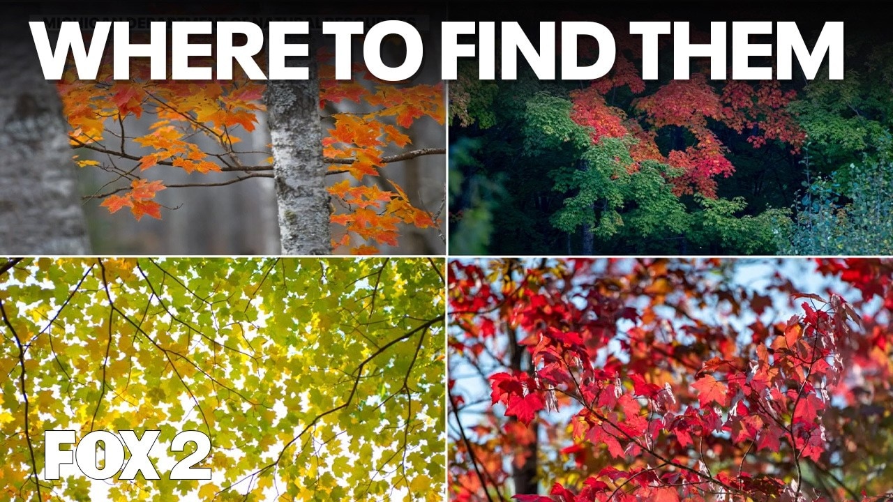 Fall colors guide across Michigan | Brother Nature