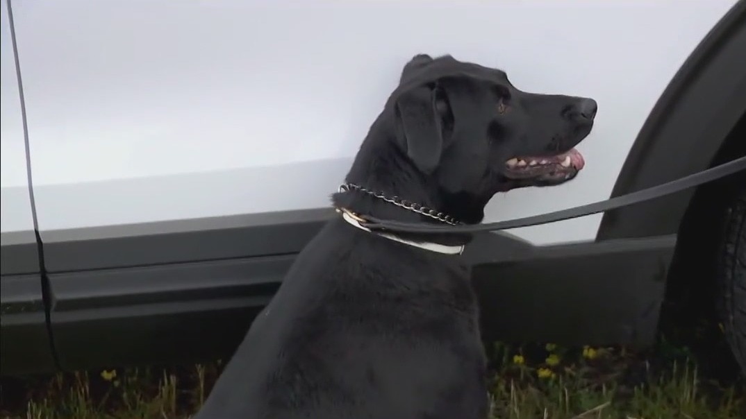 MN K-9 team wins honors at national competition