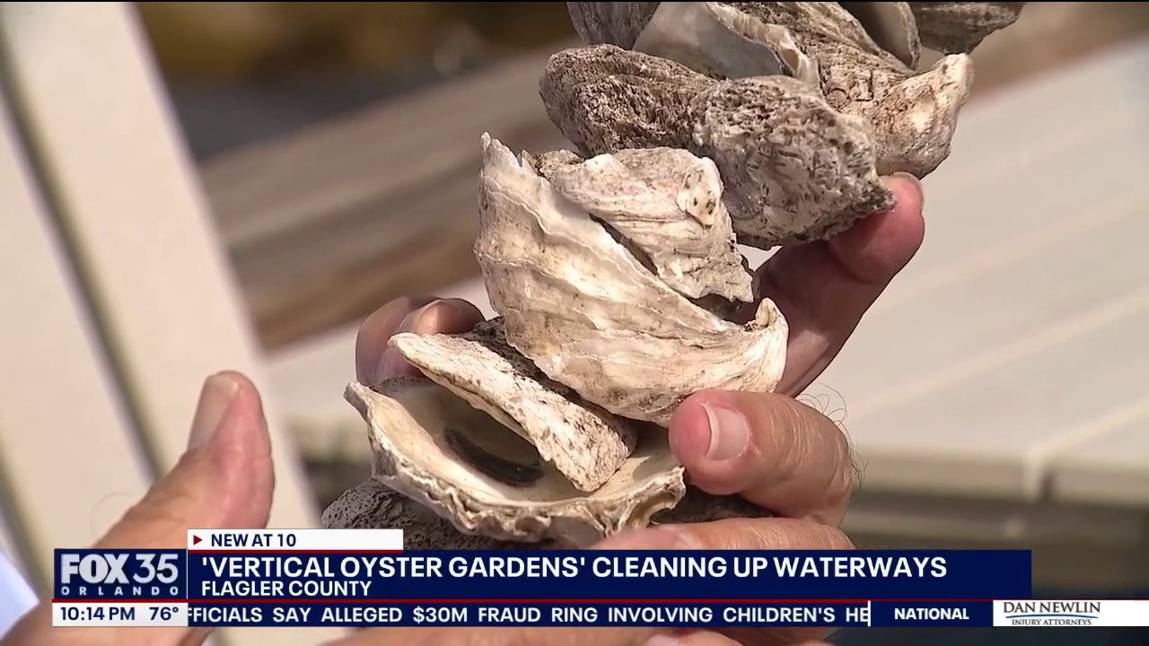 Flagler County launches oyster garden project to improve water quality