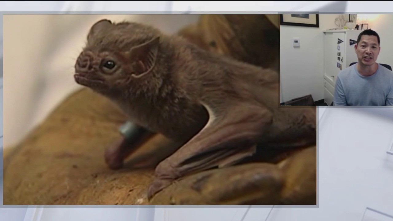 Rabies exposure increase reported by CDC 