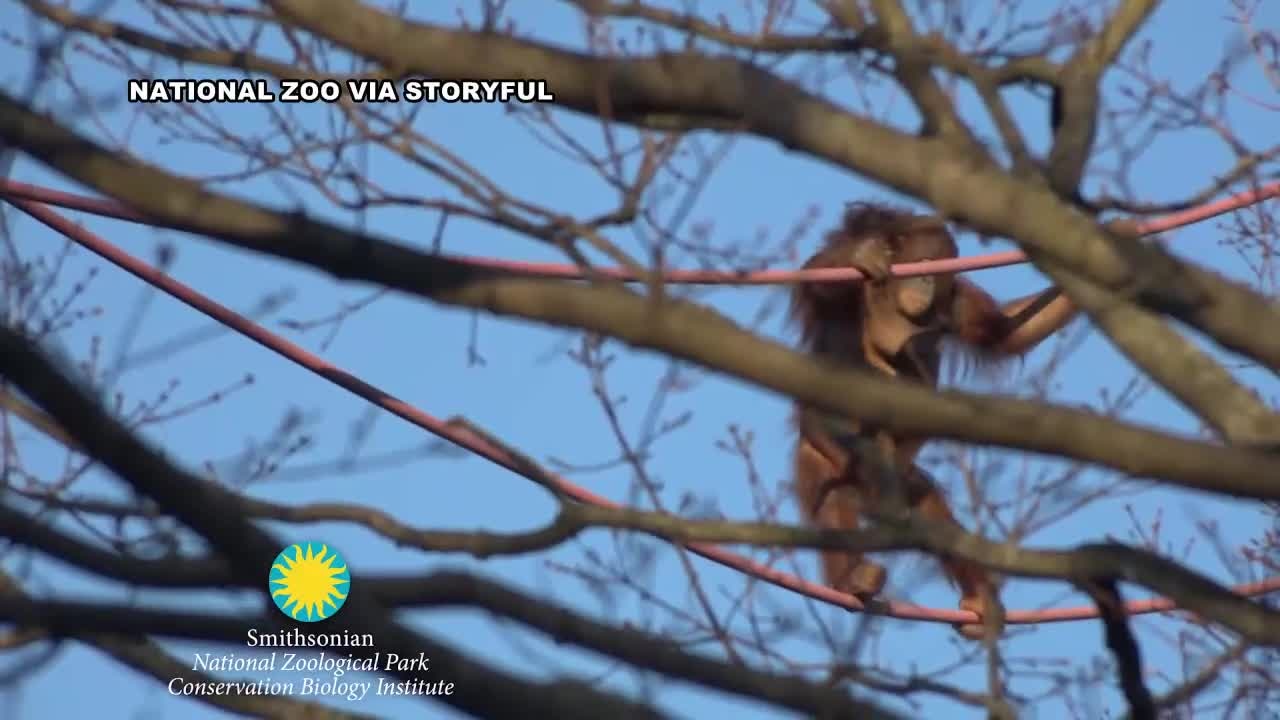 Orangutan and baby on high wire